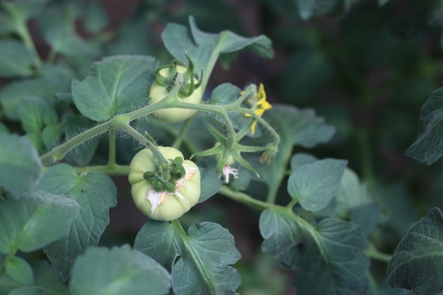 Fiore della pianta di pomodoro con i frutti del primo piano di colore verde