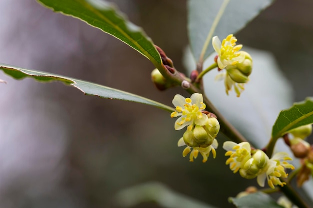 Fiore della pianta Laurus nobilis Laurus azorica pianta aromatica e medicinale