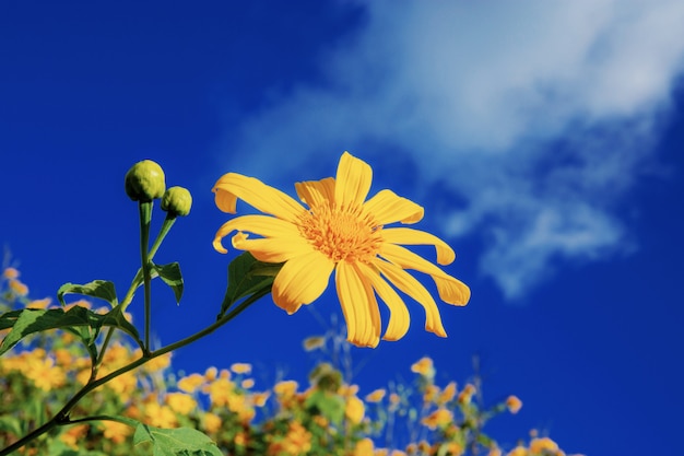 Fiore della pinza di Bua a cielo blu.