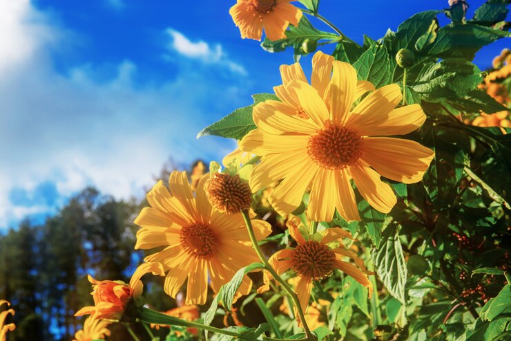 Fiore della pinza di Bua al sole.
