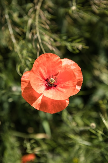 Fiore della priorità bassa della natura Alba del papavero. Fiore di campo.