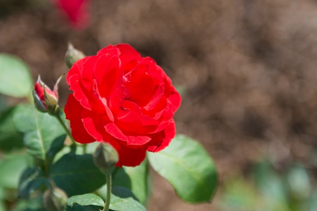 Fiore della rosa rossa in giardino