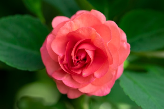 Fiore della rosa rossa in giardino.