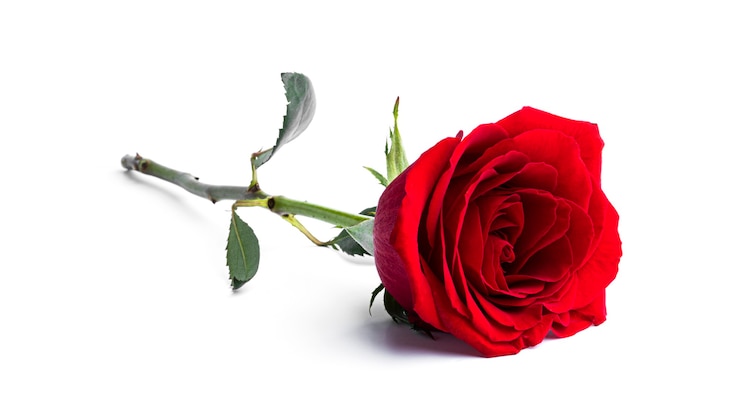 Foto fiore della rosa rossa isolato su una superficie bianca