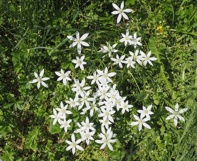 Fiore della stella di Betlemme