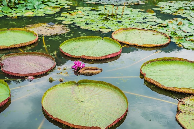 Fiore della Victoria Amazonica, o Victoria Regia, la più grande pianta acquatica del mondo nella foresta pluviale amazzonica del Perù