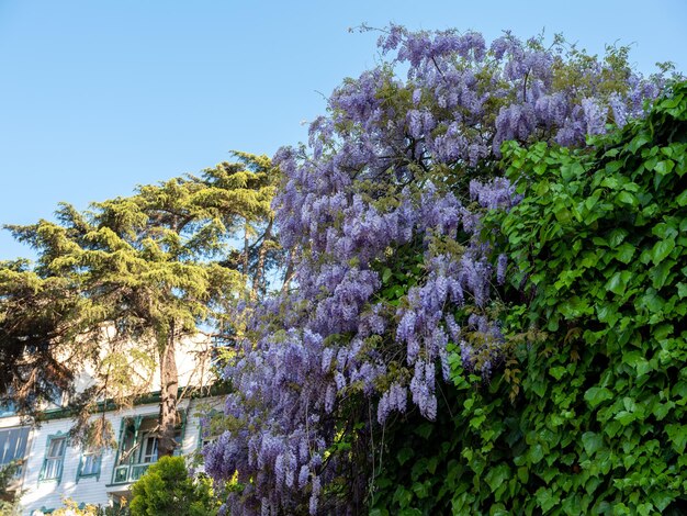 Fiore delle Fabacee