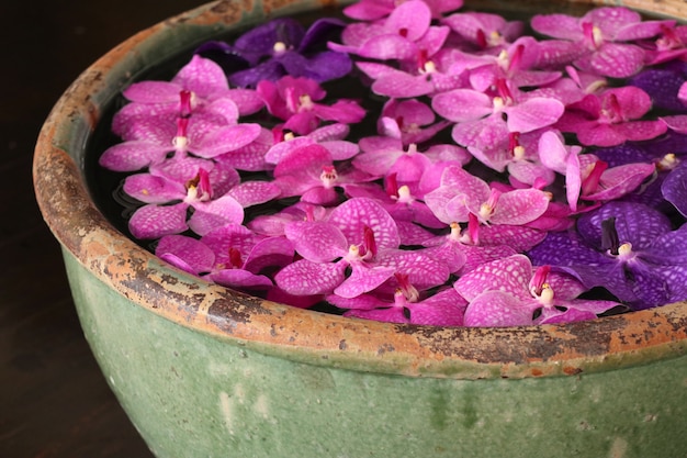 Fiore delle orchidee di Vanda in acqua