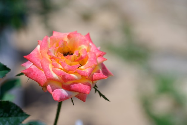Fiore delle rose del primo piano con il fondo vago della natura nel giardino all'aperto.