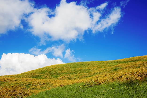 Fiore delle tenaglie di Bua sulla collina con cielo blu.