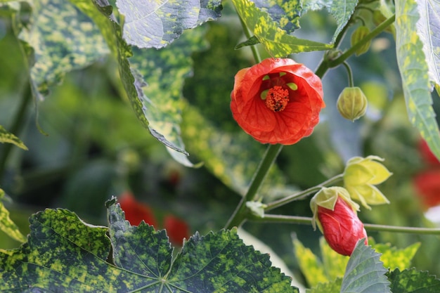 Fiore di Abutilon pictum