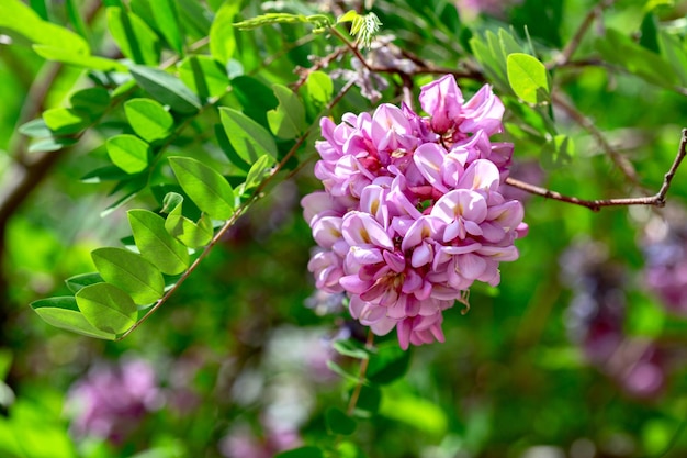 Fiore di acacia rosa in fiore o Robinia Viscosa