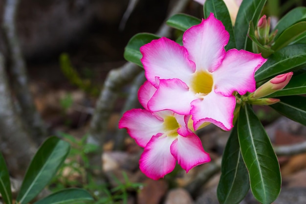 Fiore di Adenium bianco rosa giallo rugiadoso con foglie