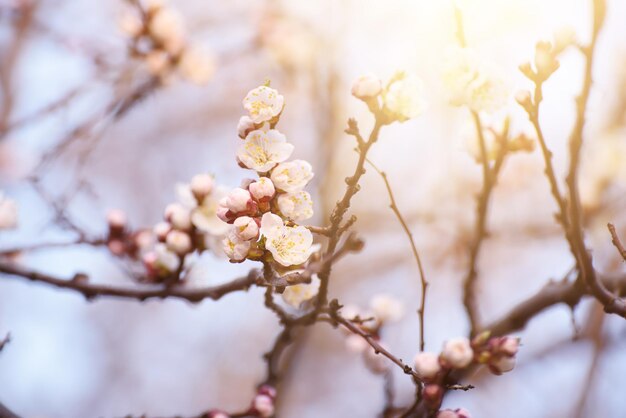 Fiore di albero primaverile di albicocca, sfondo di natura floreale stagionale con il sole che splende