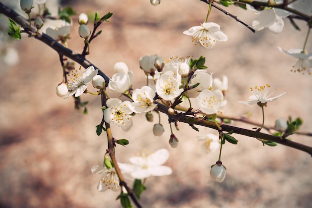 Fiore di albicocca con boccioli che sbocciano a primavera