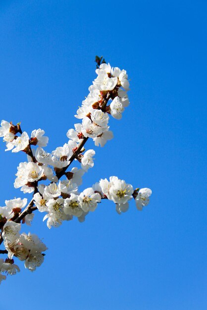 Fiore di albicocca contro il cielo blu