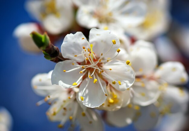 Fiore di albicocca di primavera in un albero