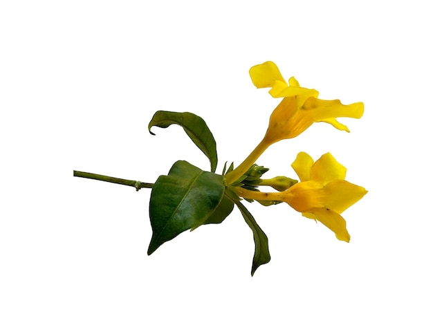 Fiore di Allamanda cathartica isolato su priorità bassa bianca