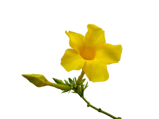 Fiore di Allamanda cathartica isolato su priorità bassa bianca