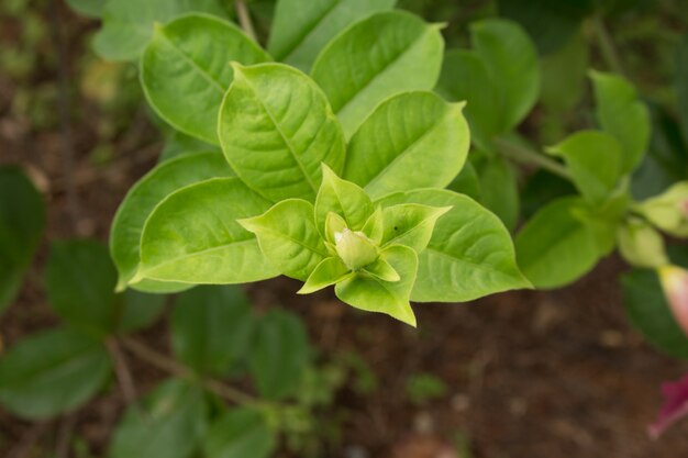 Fiore di Allamanda viola (Allamanda blanchetii) con foglie verdi