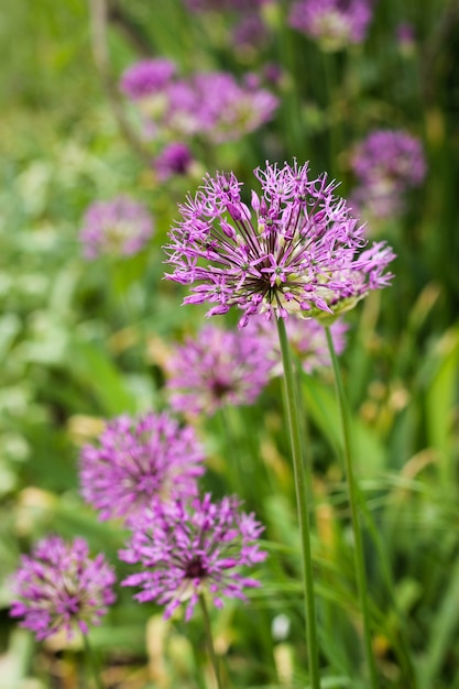 Fiore di Allium (cipolla selvatica)