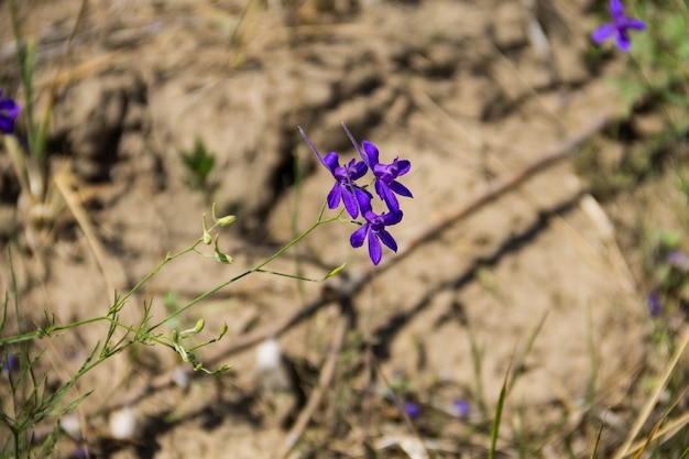 Fiore di allodola biforcuta (Consolida regalis)