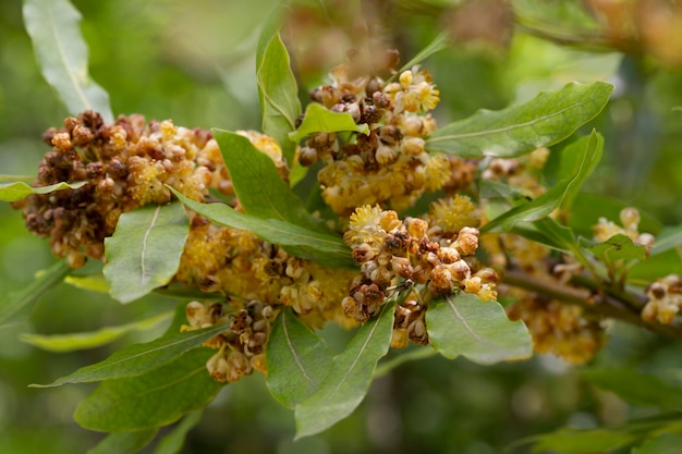 Fiore di alloro in primo piano alberi di alloro fiori di alloro in primavera