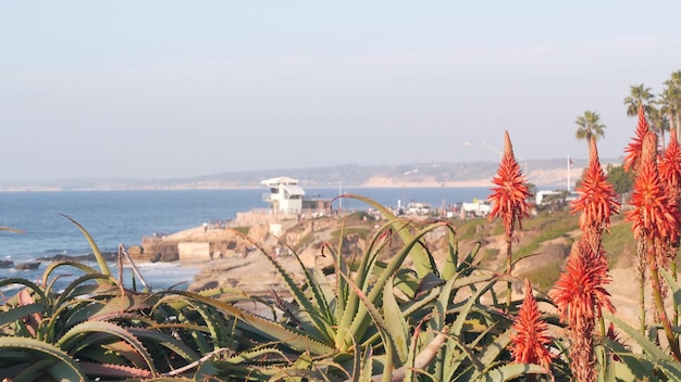 Fiore di aloe rosso fiore pianta succulenta fioritura sulla spiaggia costa california flora