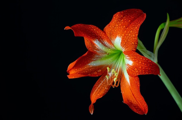 Fiore di amarillide rosso brillante con gocce d'acqua su una fotografia macro di sfondo nero