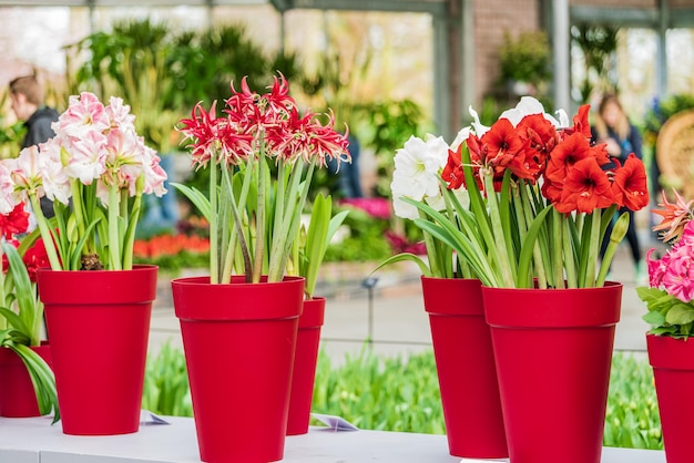 Fiore di amaryllis rosso e bianco in fiore