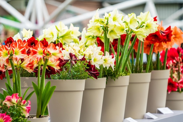 Fiore di amaryllis rosso e bianco in fiore