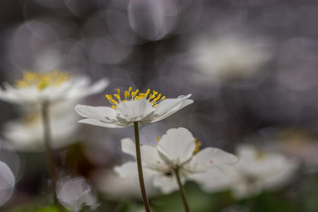 Fiore di anemone di legno