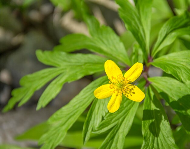 fiore di anemone giallo