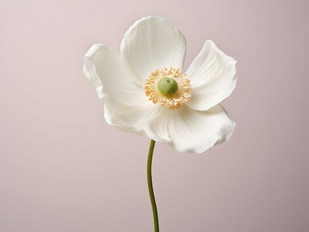 Fiore di anemone sullo sfondo dello studio singolo fiore d'anemone bellissimo fiore ai immagine generata