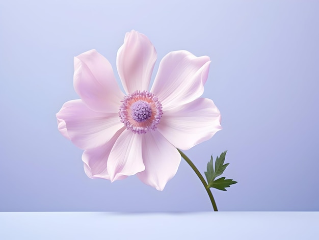 Fiore di anemone sullo sfondo dello studio singolo fiore d'anemone bellissimo fiore ai immagine generata