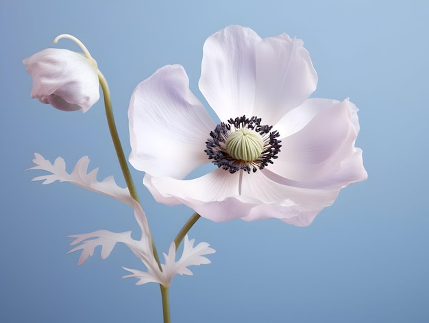 Fiore di anemone sullo sfondo dello studio singolo fiore d'anemone bellissimo fiore ai immagine generata