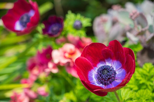 Fiore di anemone