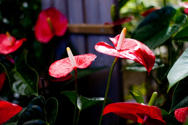 Fiore di Anthurium rosso e brillante. Amore fiore. Bel fiore esotico