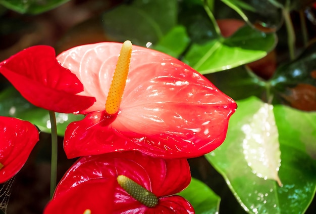 Fiore di Anthurium rosso in giardino in inverno o in primavera Bellissimo fiore di Anthurium per bellezza da cartolina e design agricolo sulla natura verde sfocatura dello sfondo macro punto di messa a fuoco selettiva