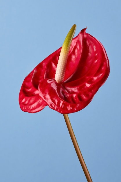 Fiore di anthurium rosso su sfondo blu