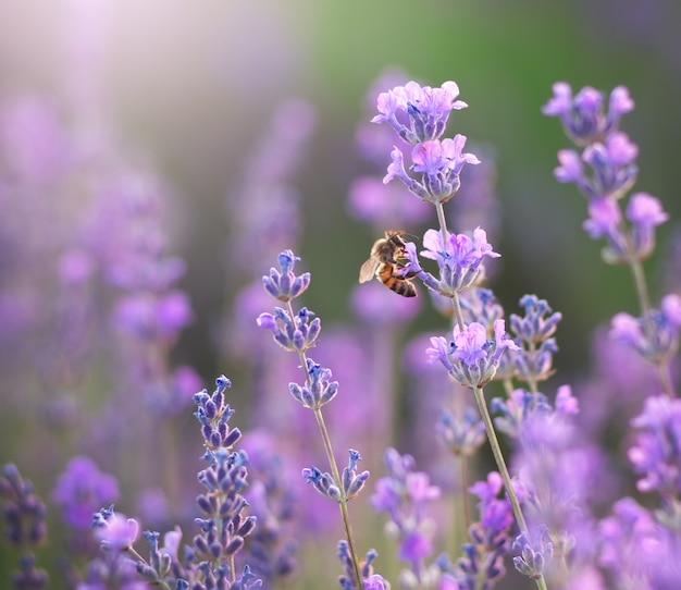 Fiore di ape e lavanda.