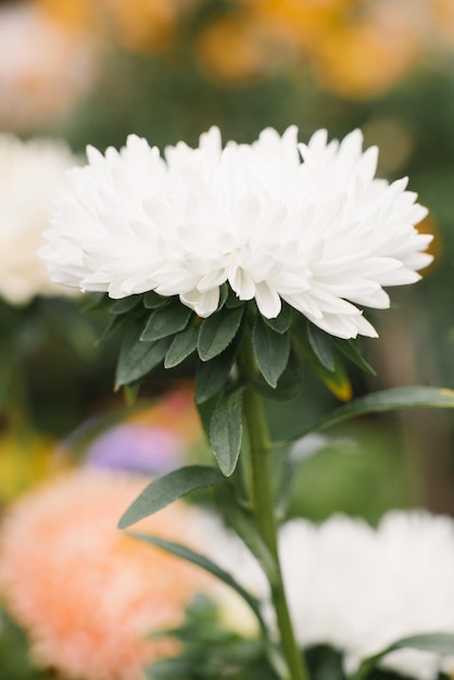 Fiore di aster bianco nel giardino