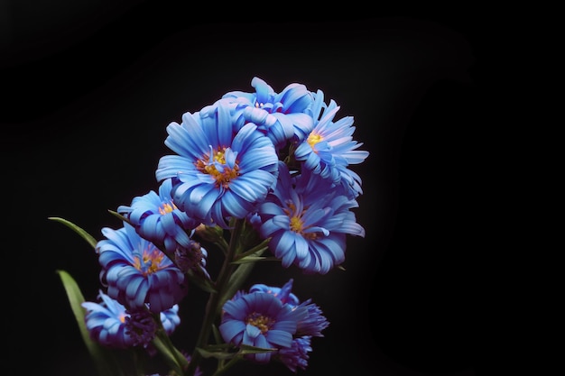 Fiore di aster blu su nero