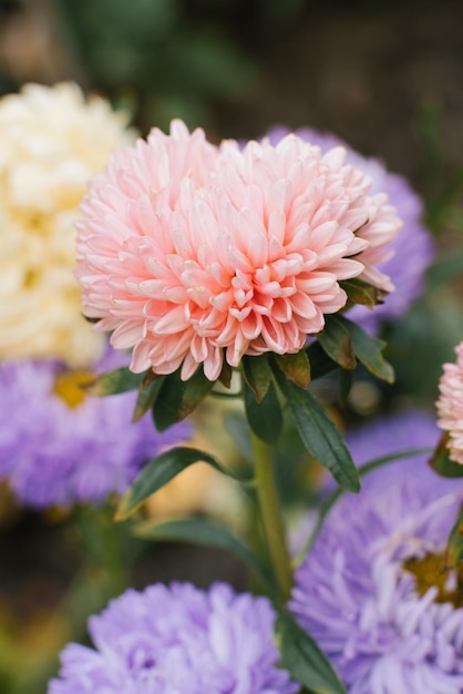 Fiore di aster di corallo nel giardino