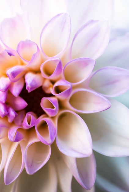 Fiore di aster macro petalo