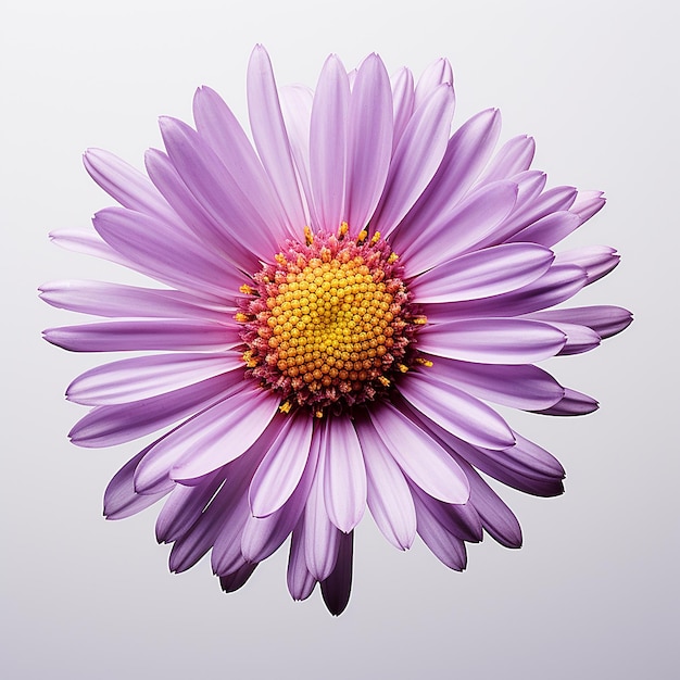 Fiore di aster