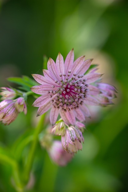 Fiore di astrantia lilla in fiore su una foto di primo piano di sfondo verde in estate