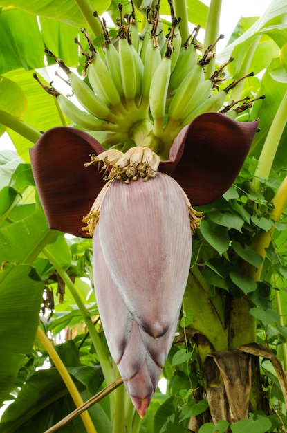 Fiore di banana