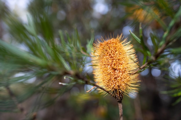 fiore di Banksia giallo brillante nativo in primavera in un parco nazionale in Australia in un parco nazionale in America