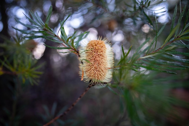 fiore di Banksia giallo nativo brillante in primavera in un parco nazionale in Australia